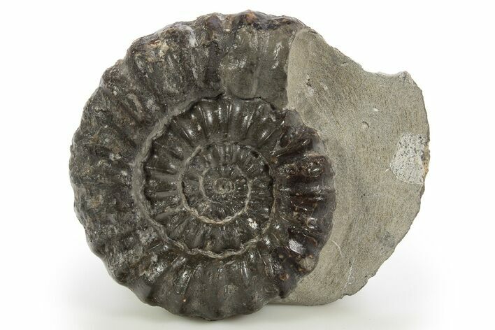 Jurassic Ammonite (Androgynoceras) Fossil - England #316395